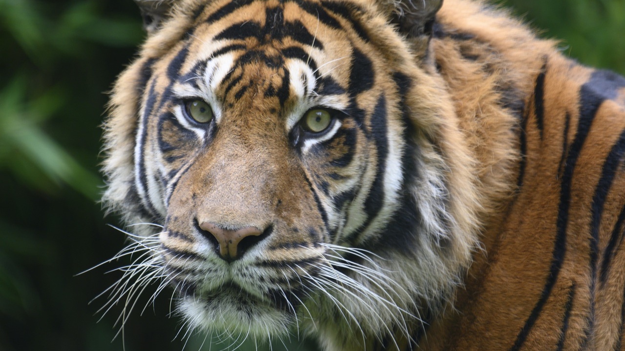 Grandes felinos, ursos e megafauna