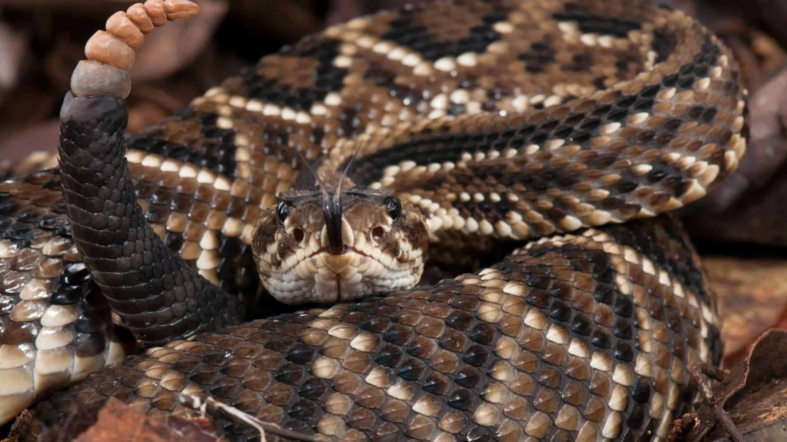 Serpentes, aranhas e escorpiões