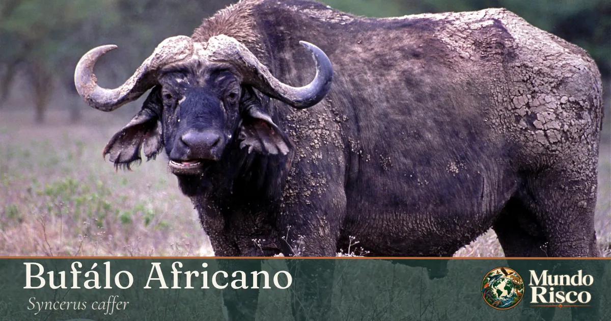 Búfalo-africano