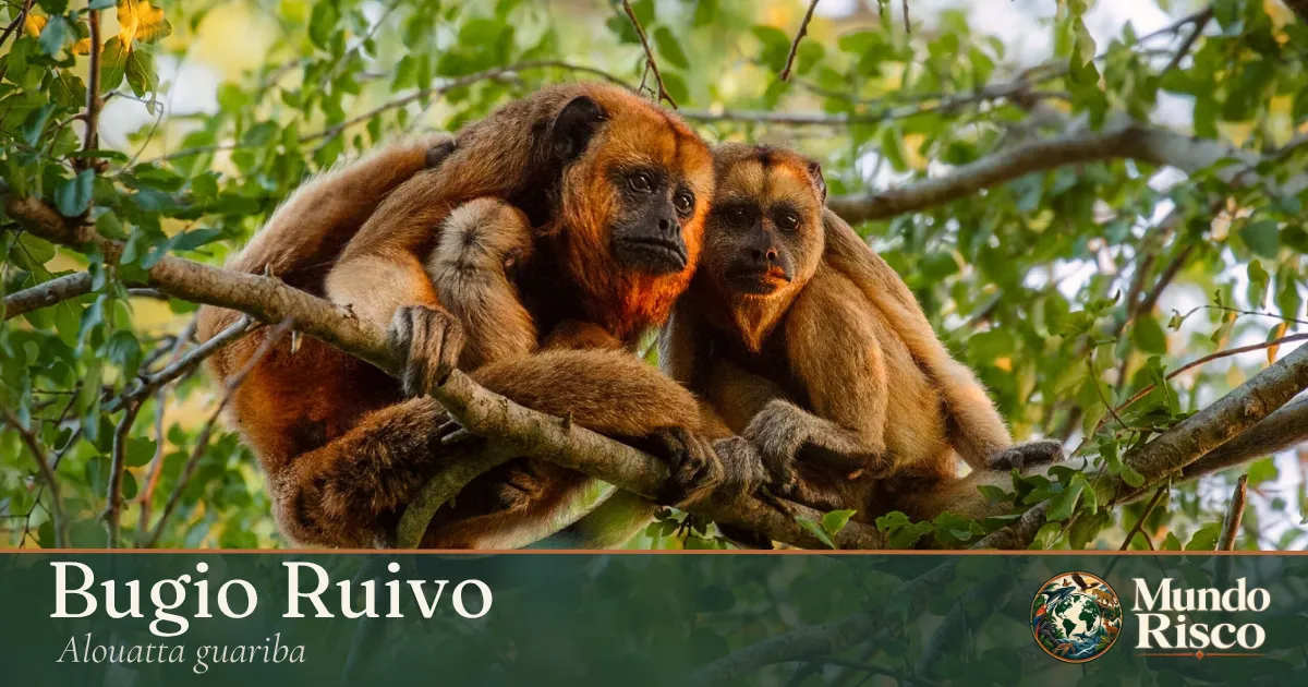 Bugio-ruivo