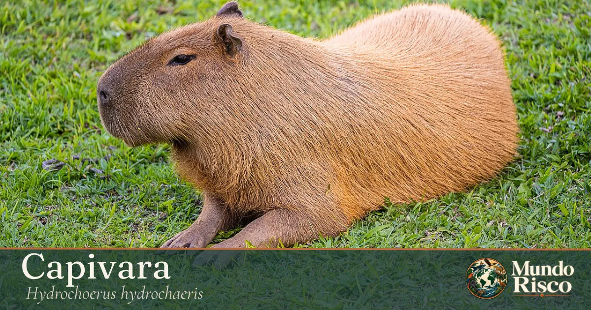Capivara