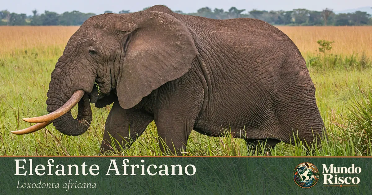 Elefante-africano
