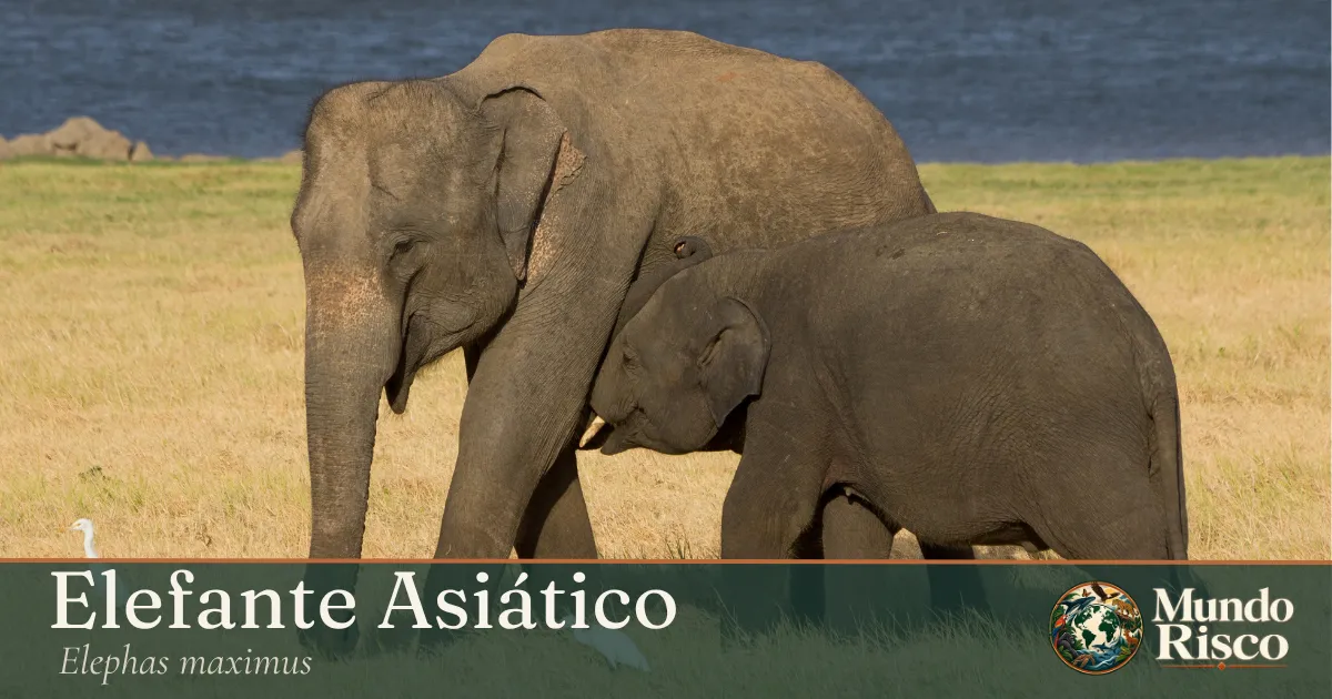 Elefante-asiático