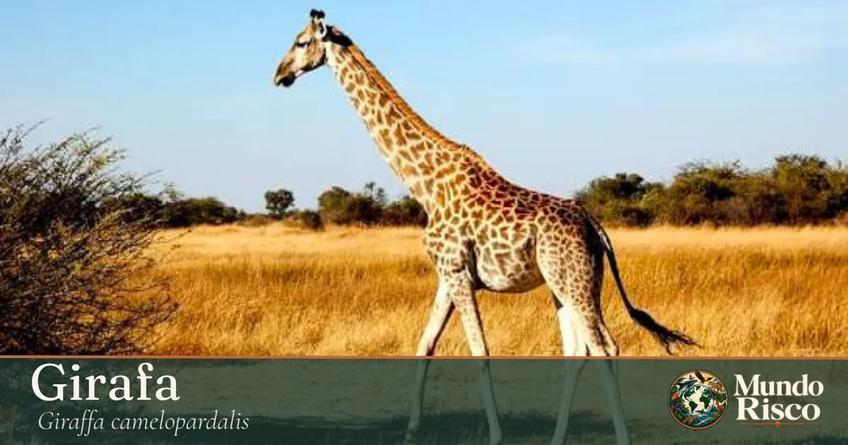 Girafa