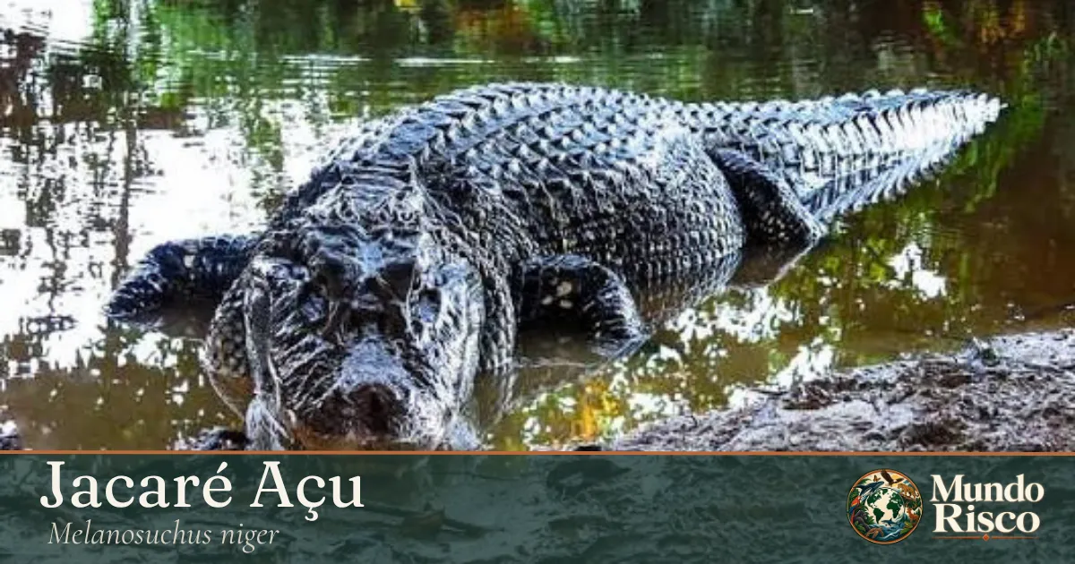 Jacaré-açu
