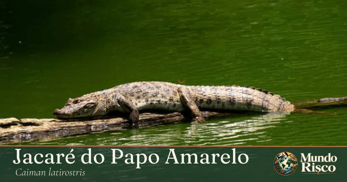 Jacaré-do-papo-amarelo