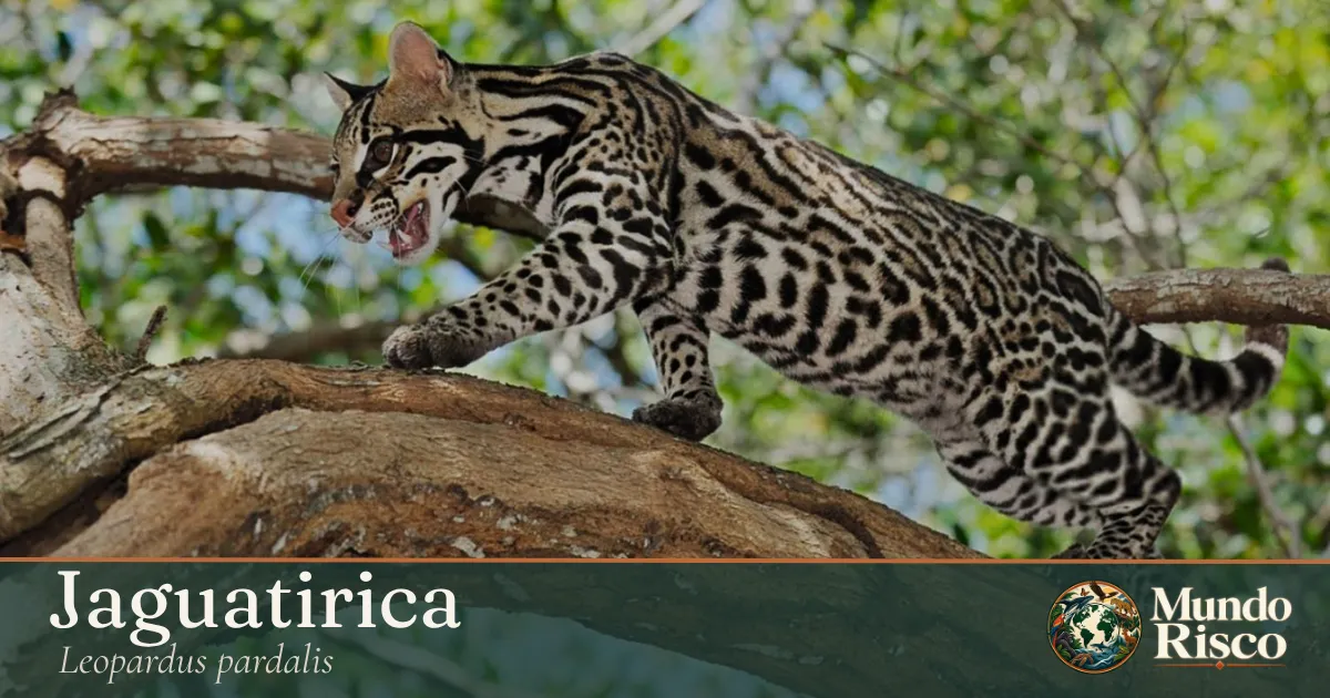 Jaguatirica