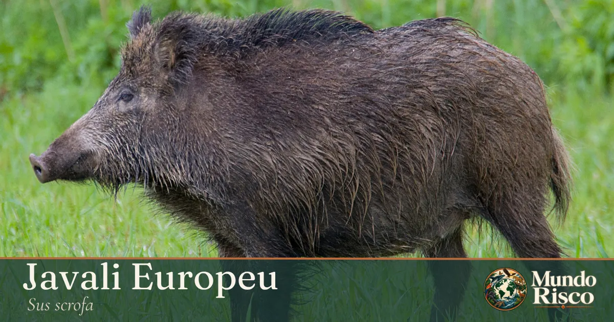 Javali-europeu