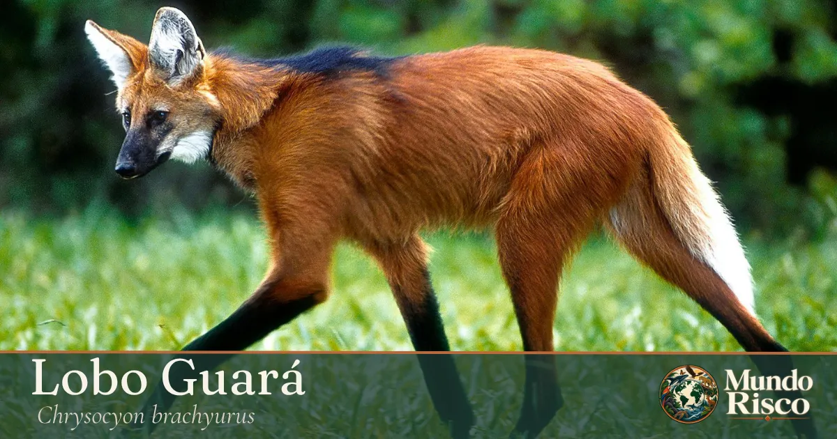 Lobo-guará