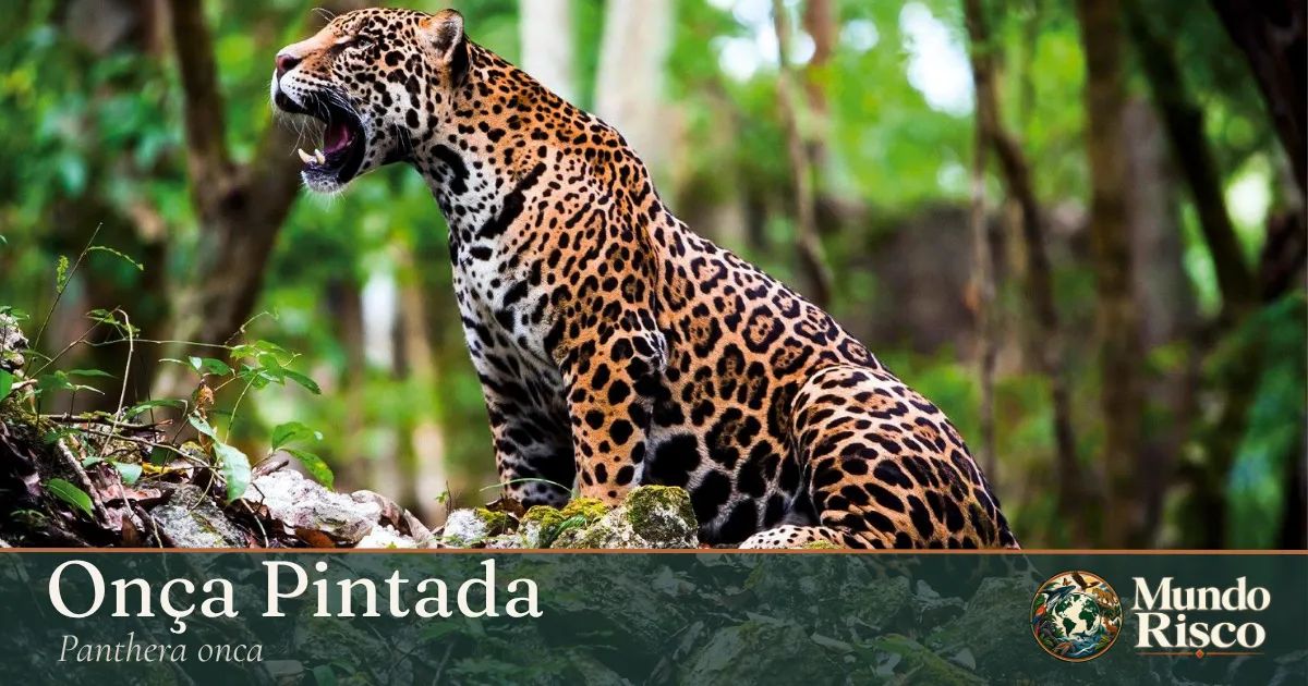 Onça-pintada