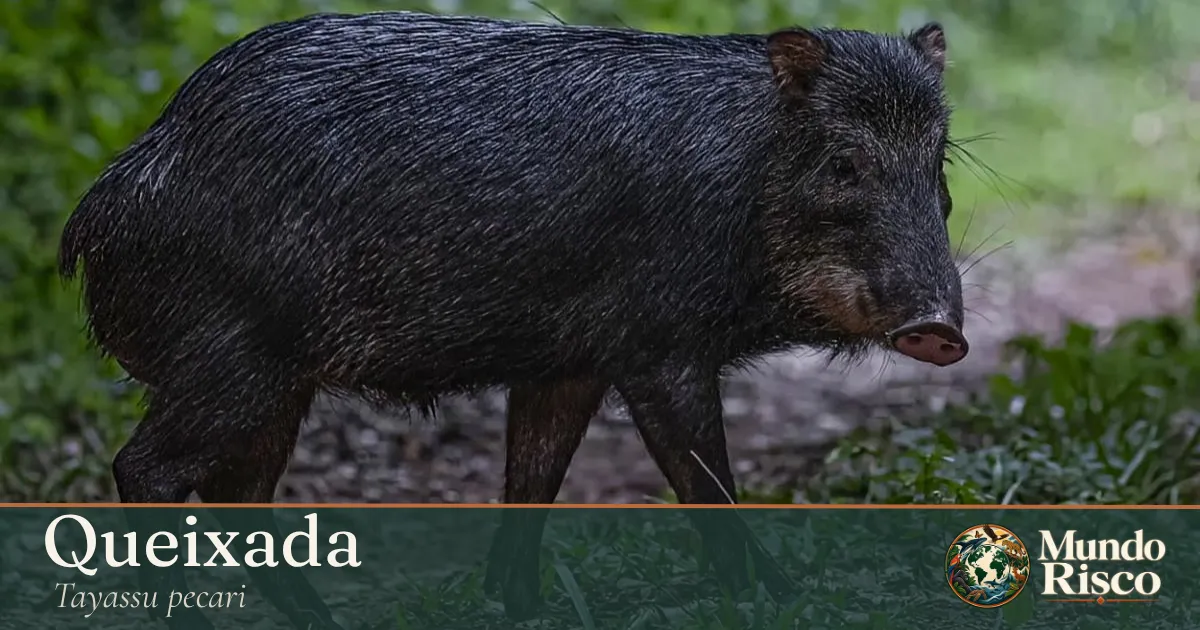 Queixada