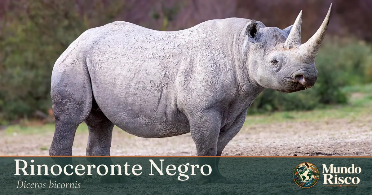Rinoceronte-negro