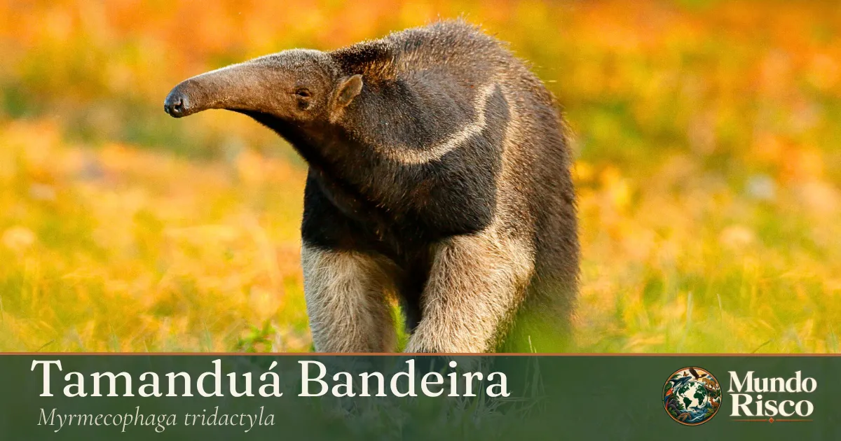 Tamanduá-bandeira