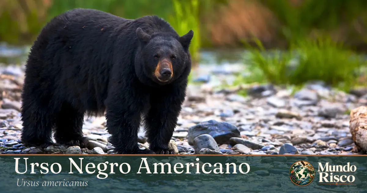 Urso-negro-americano
