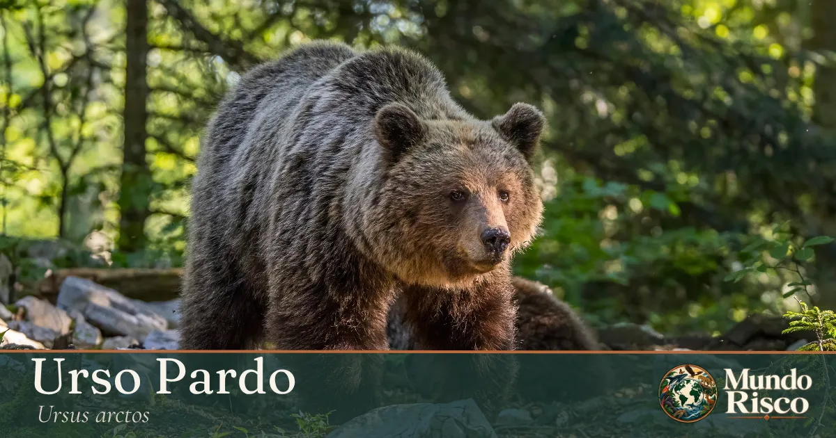 Urso-pardo