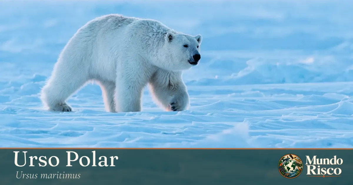 Urso-polar