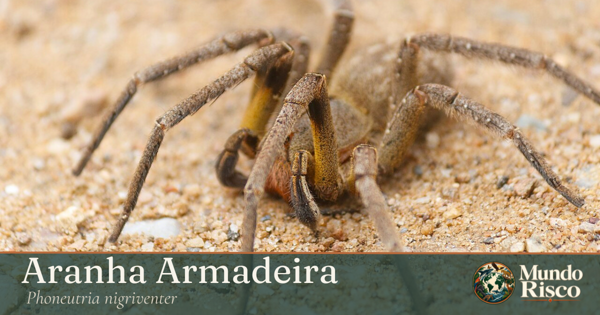 Aranha-armadeira