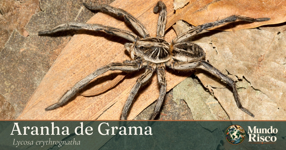 Aranha-de-grama