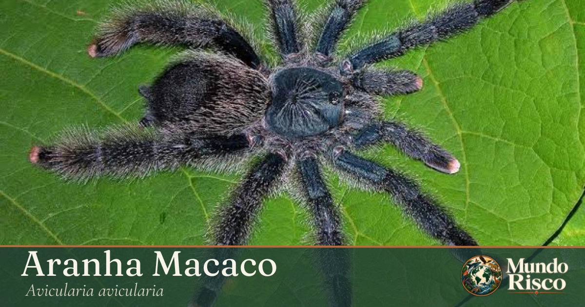 Aranha-macaco