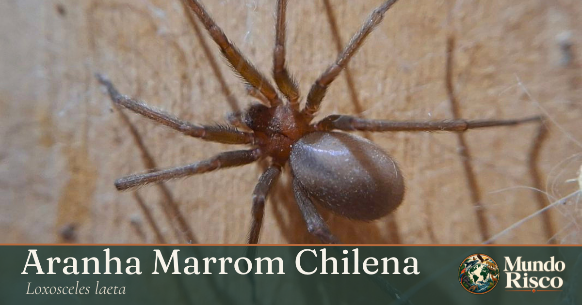 Aranha-marrom-chilena
