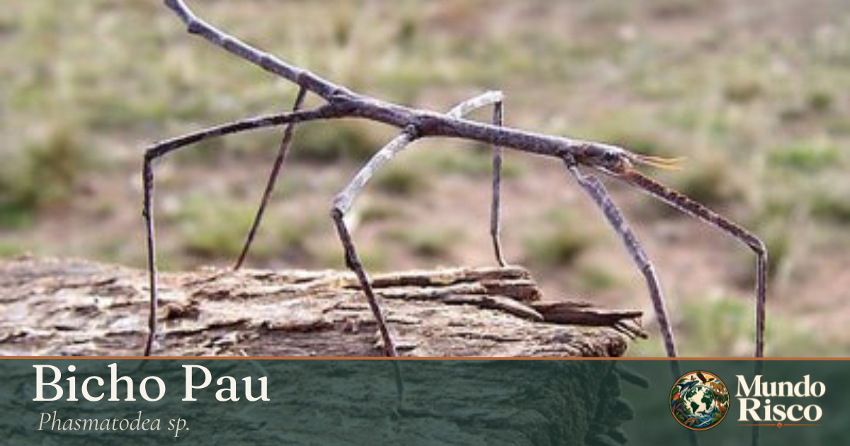 Bicho-pau