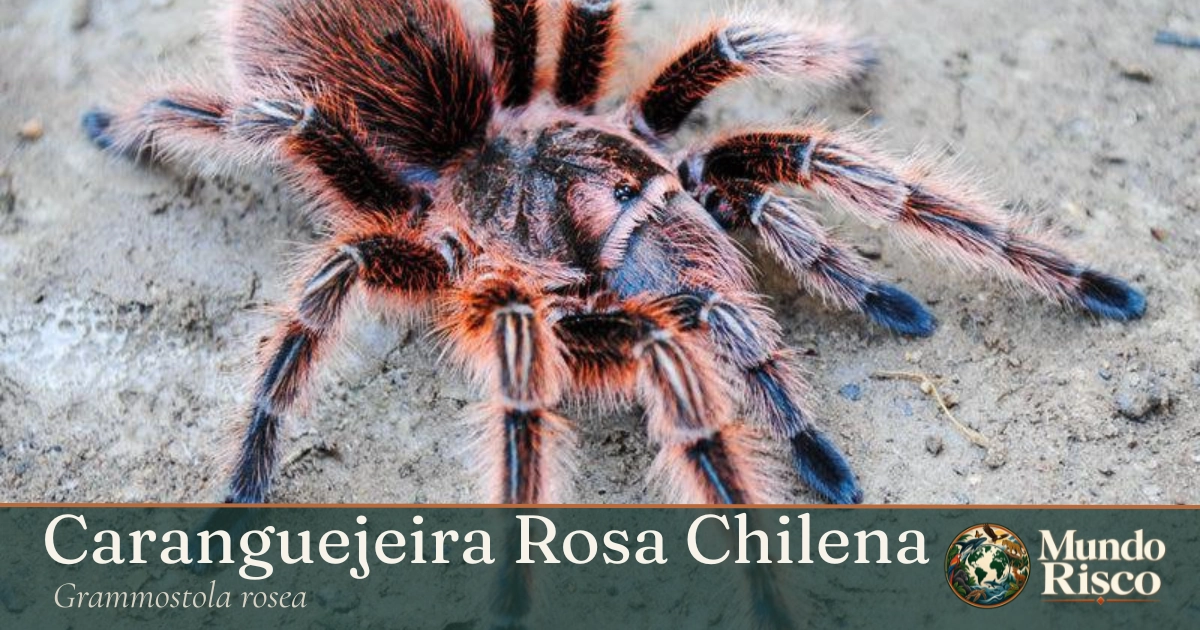 Caranguejeira-rosa-chilena