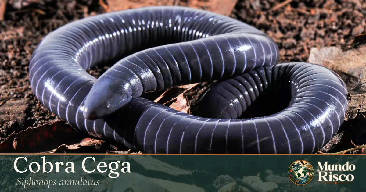 Cobra-cega