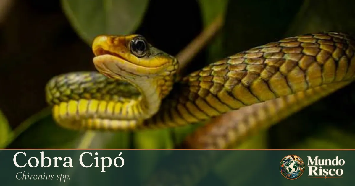 Cobra-cipó