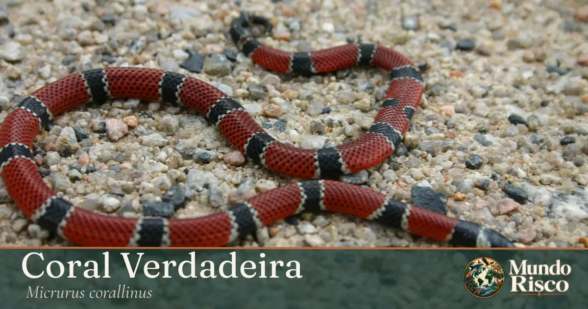 Coral-verdadeira
