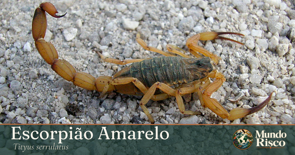 Escorpião-amarelo