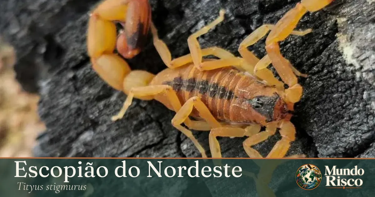 Escorpião-do-nordeste