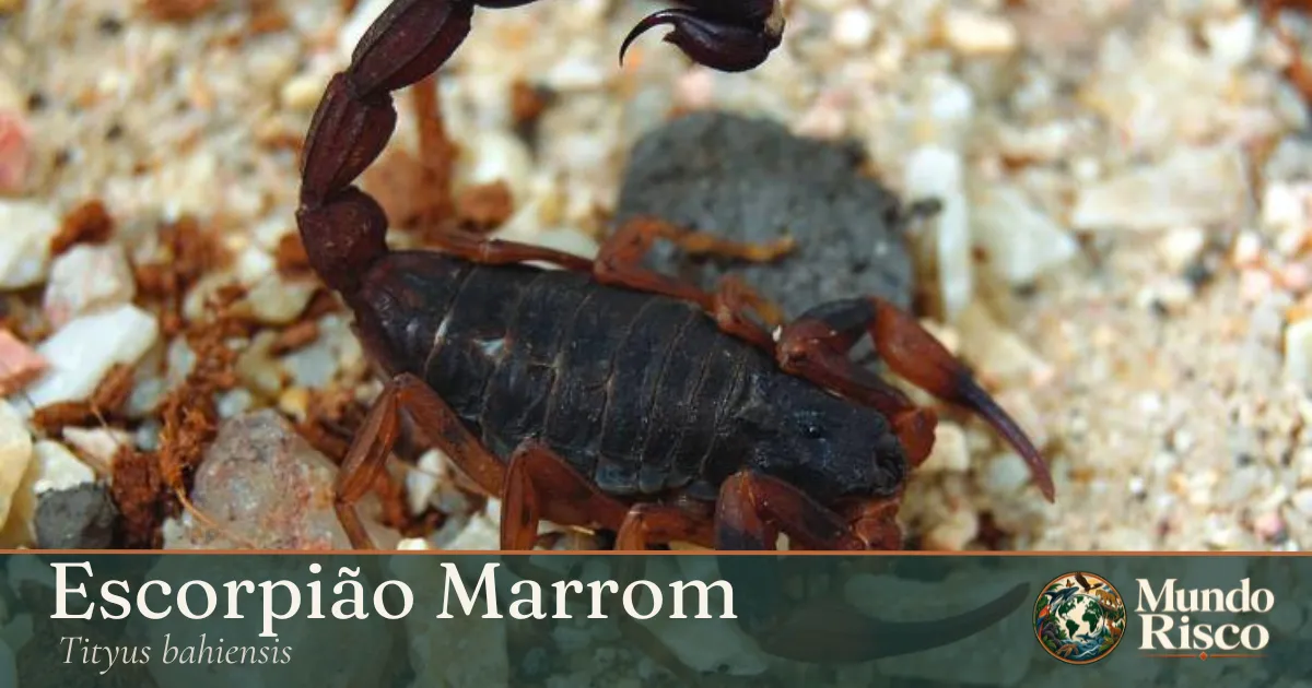 Escorpião-marrom