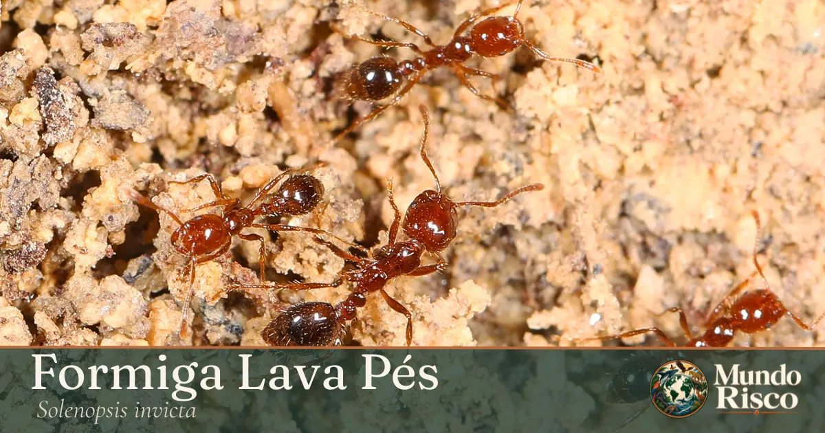 Formiga-lava-pés