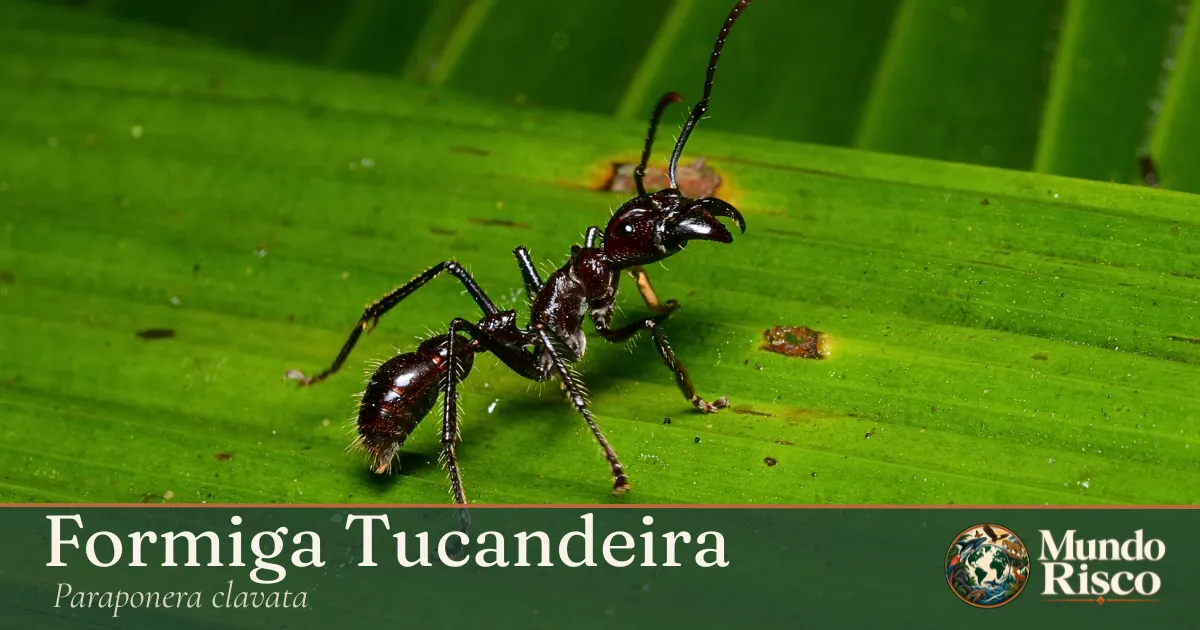 Formiga-tucandeira