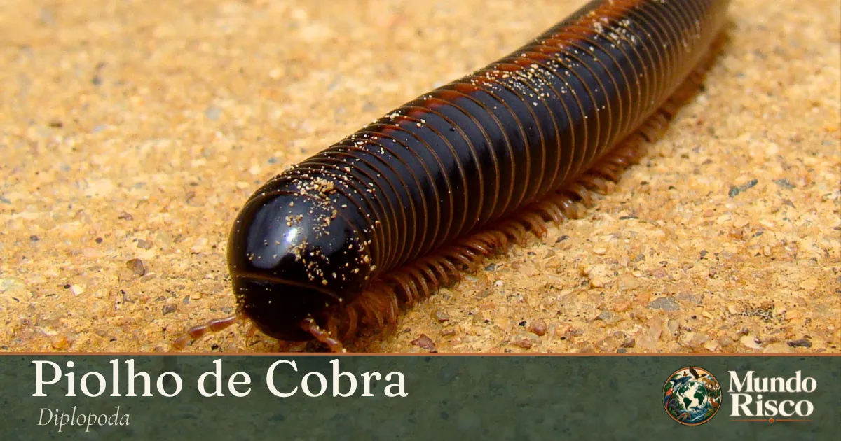 Piolho-de-cobra