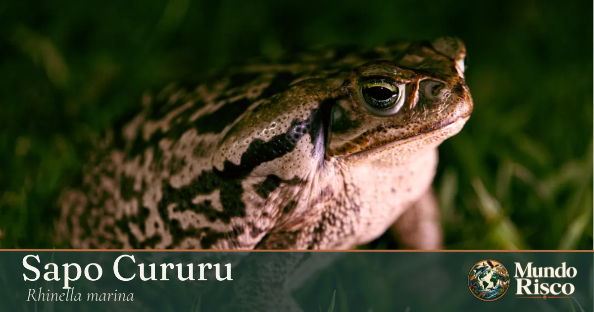Sapo-cururu