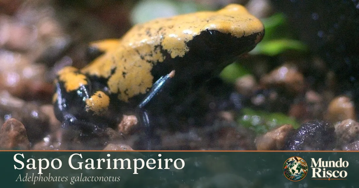 Sapo-garimpeiro