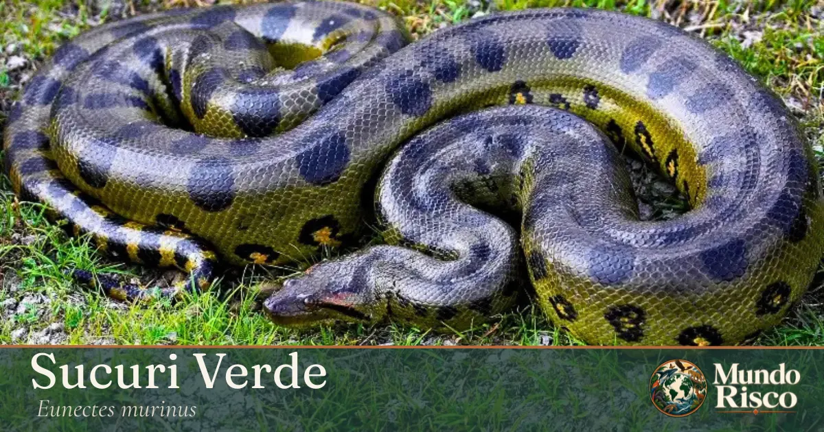 Sucuri-verde
