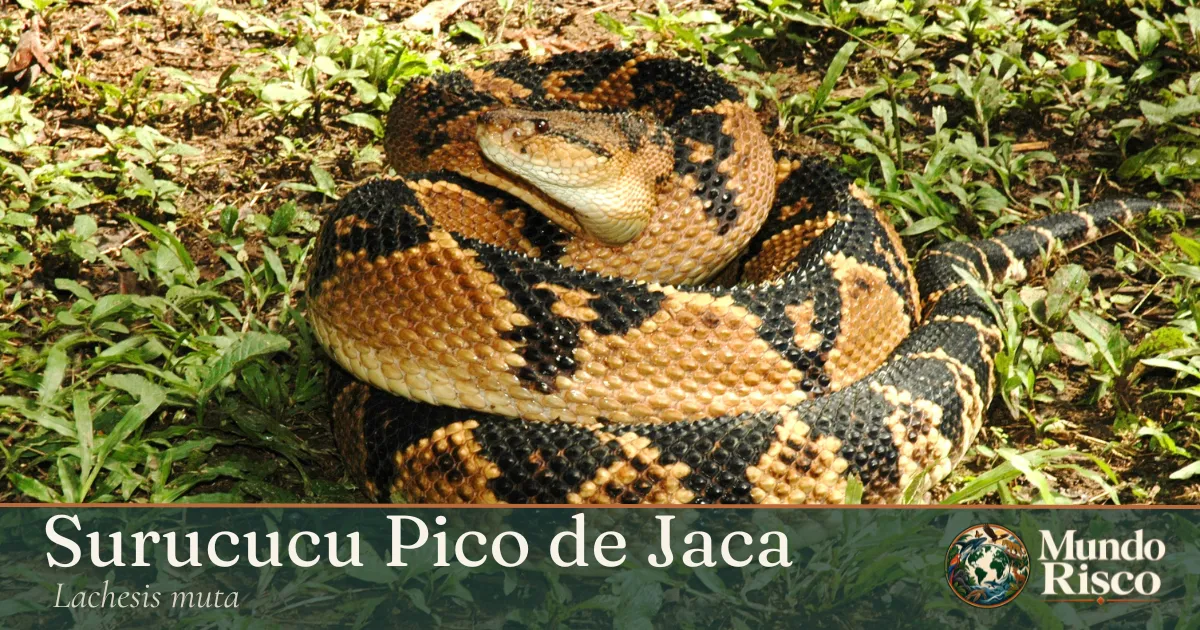 Surucucu-pico-de-jaca