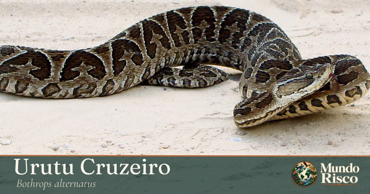 Urutu-cruzeiro