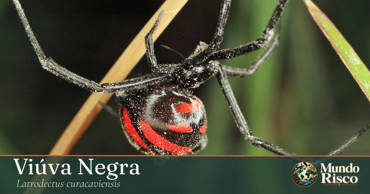 Viúva-negra